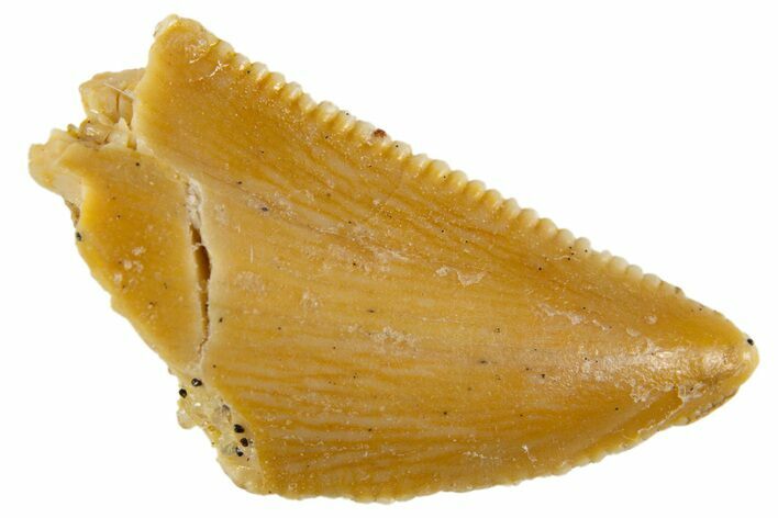 Serrated Raptor Tooth - Real Dinosaur Tooth #305509